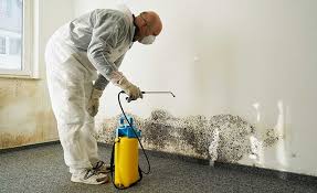 Why You Should Choose Our Mold Remediation Services in Jekyll Island, GA